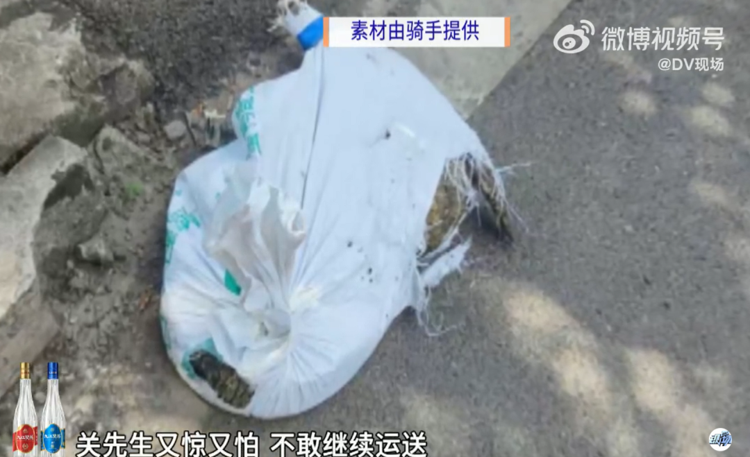 跑腿送鳄鱼 半道发现是活的跑腿送鳄鱼，半道发现是活的？！一探究竟！